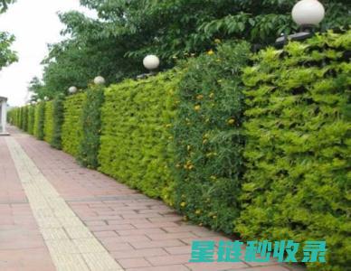 垂直绿化的兴起：探索城市垂直空间的新用途 (垂直绿化形式)