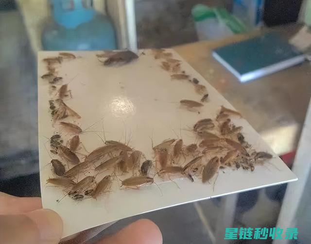 家庭常见蟑螂防治秘籍大揭秘 (家庭常见蟑螂种类)
