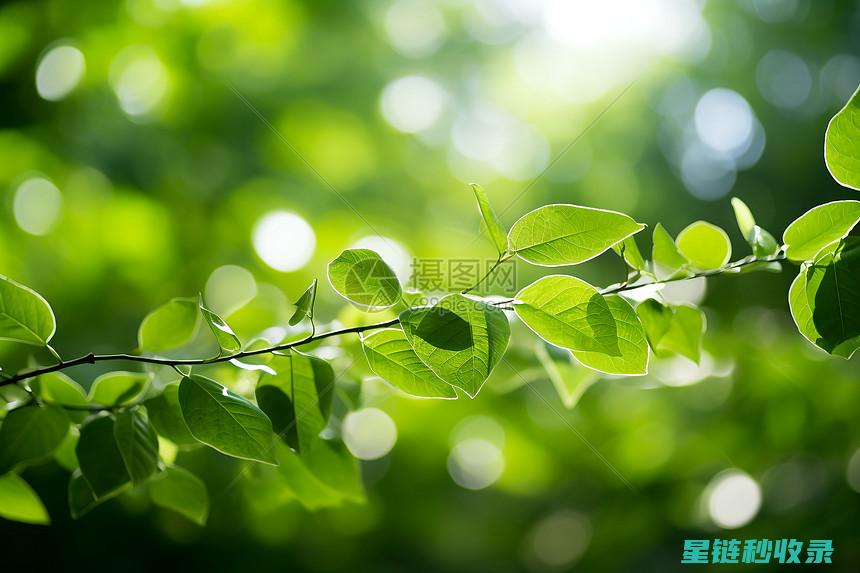 《绿意盎然就在家：揭秘阳台种植的妙招与心得》 (绿意盎然全文)