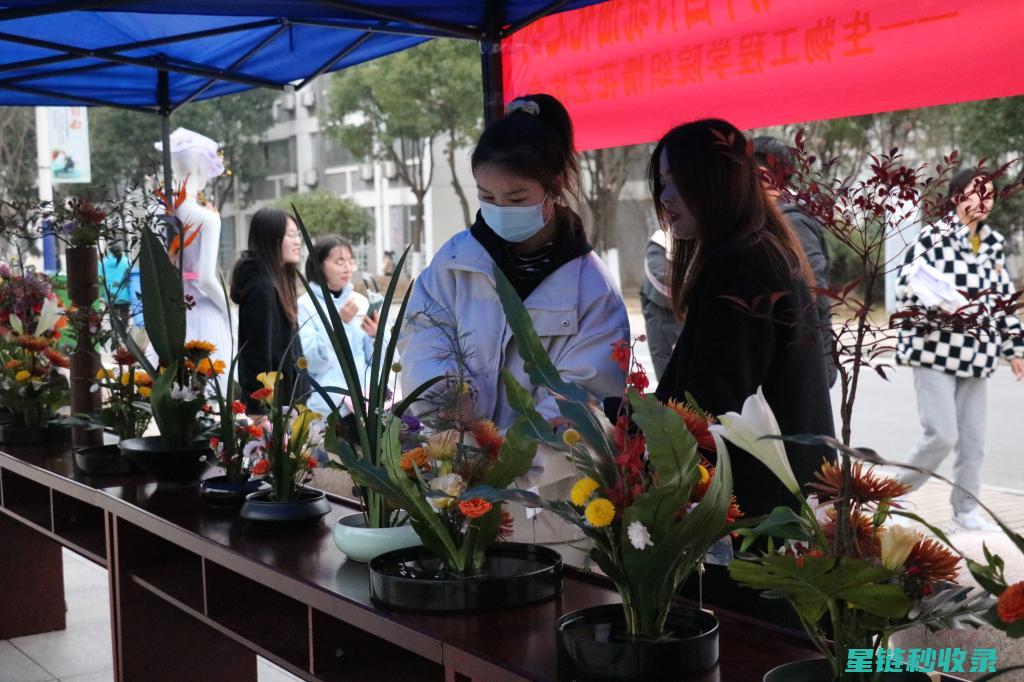 探索插花之美：实用技巧助你打造梦幻花艺 (探索插花之美心得体会)
