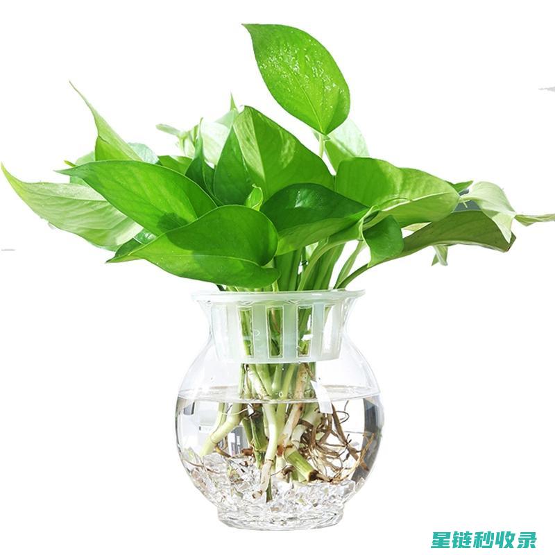 花瓶深度清洁与日常维护，全方位护理 (花瓶深度清洁怎么做)