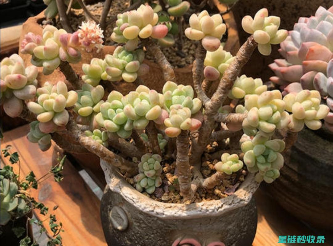 多肉植物养护：如何通过修剪促进健康生长 (魔法师多肉植物养护)