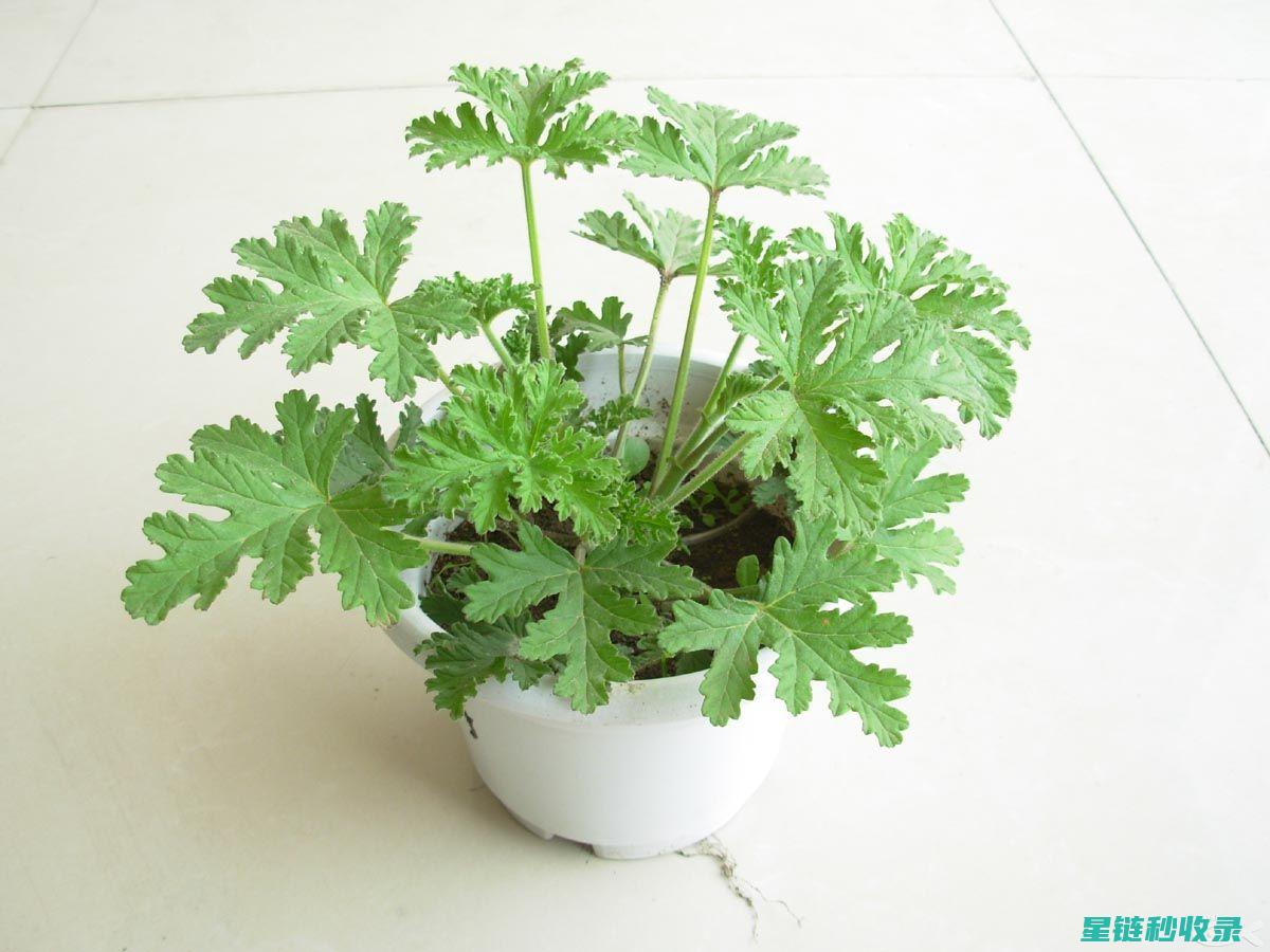驱蚊植物对不同蚊虫的有效性测试结果 (驱蚊植物对身体有害吗?)