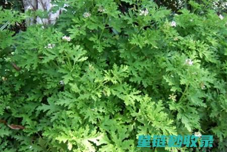 驱蚊植物的抗药性研究及其防治对策 (驱蚊植物的抗菌作用)