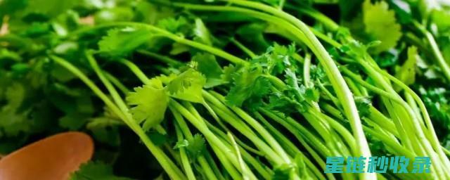 香菜难